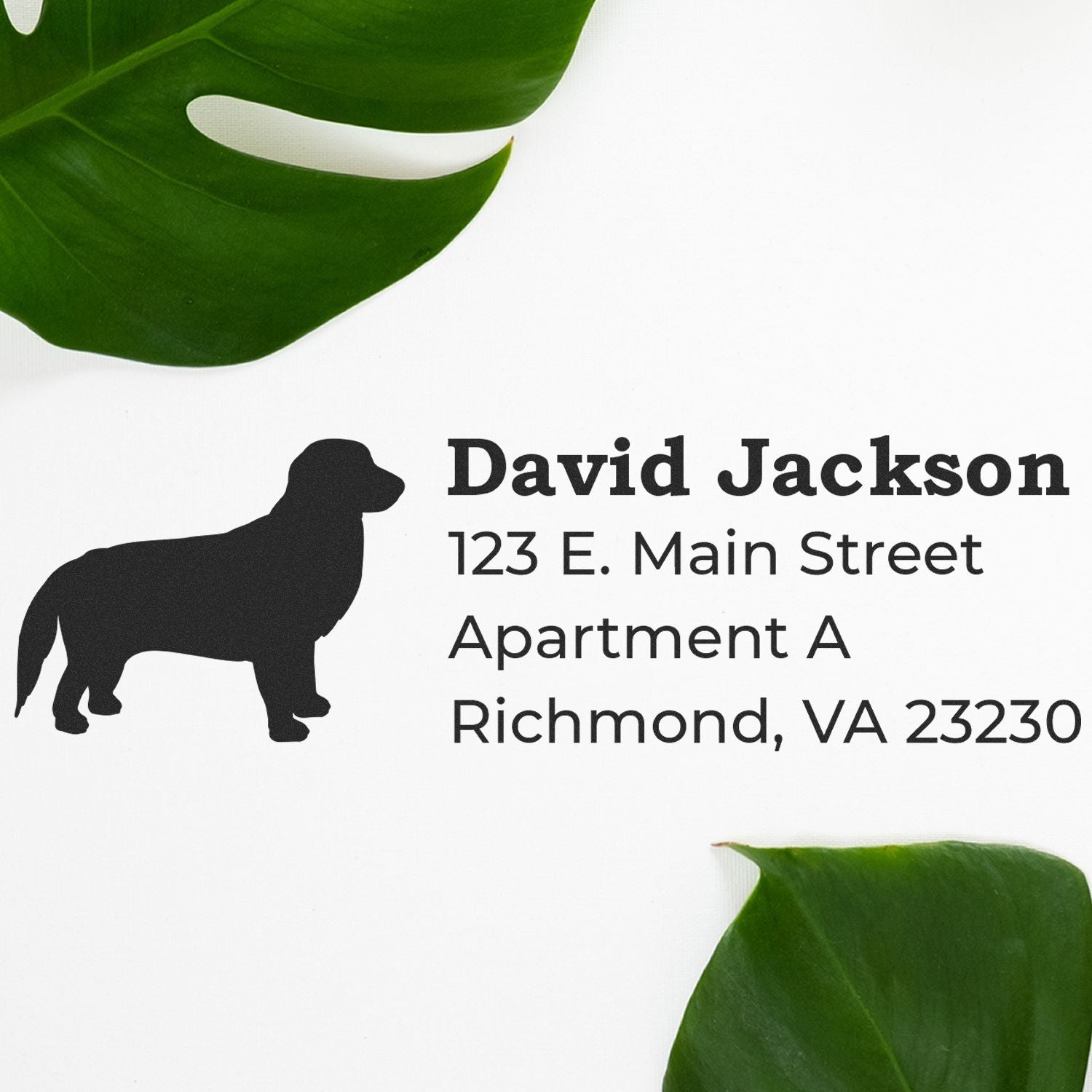 Custom dog-themed return address stamp with tropical leaf design for David Jackson, Richmond, VA.