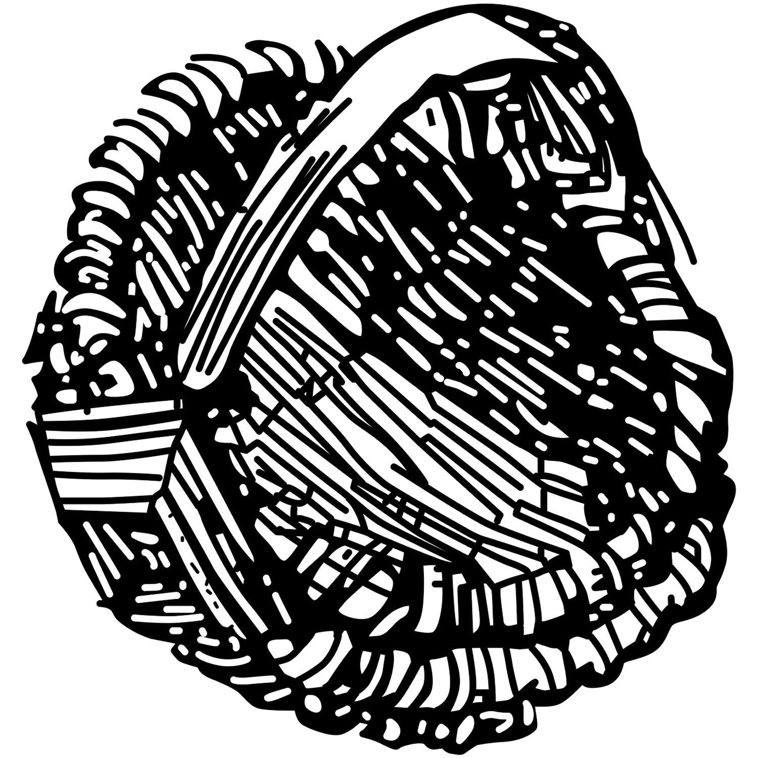 Black and white abstract seashell illustration with bold hand-drawn line art and intricate textured patterns.