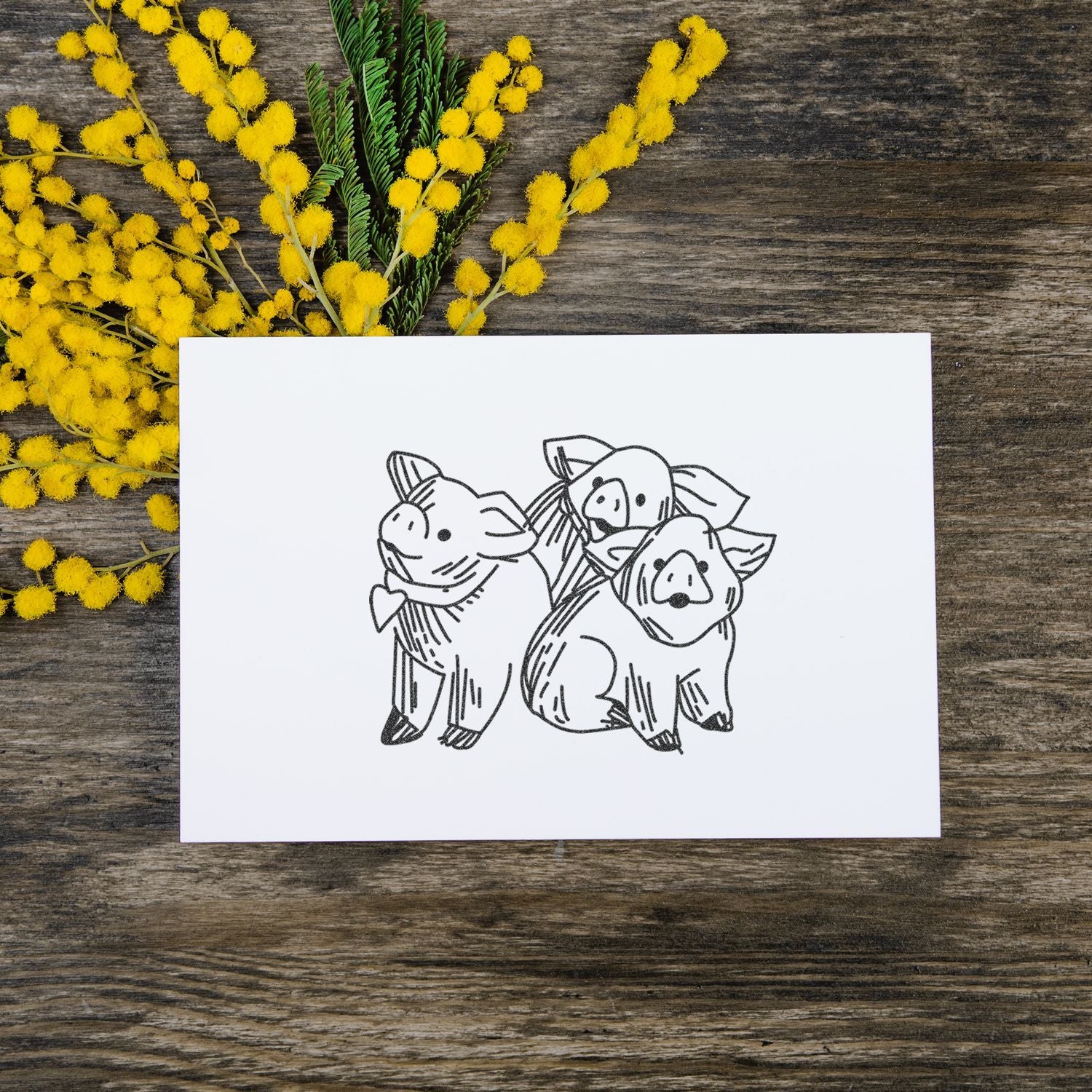 Hand-drawn three pig illustration on white card with yellow mimosa flowers on rustic wood background.
