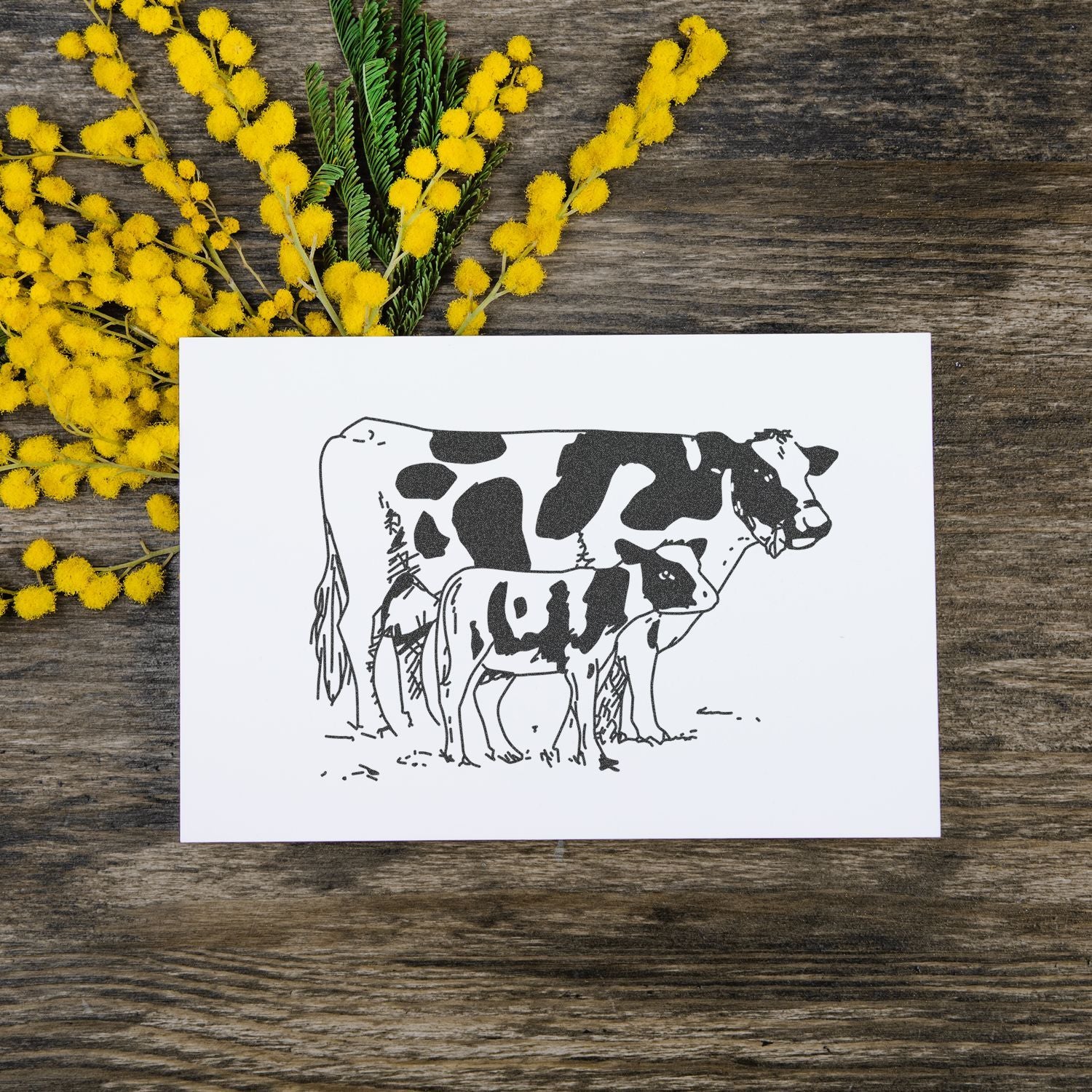 Black and white cow and calf illustration card with yellow mimosa flowers on rustic wooden background.