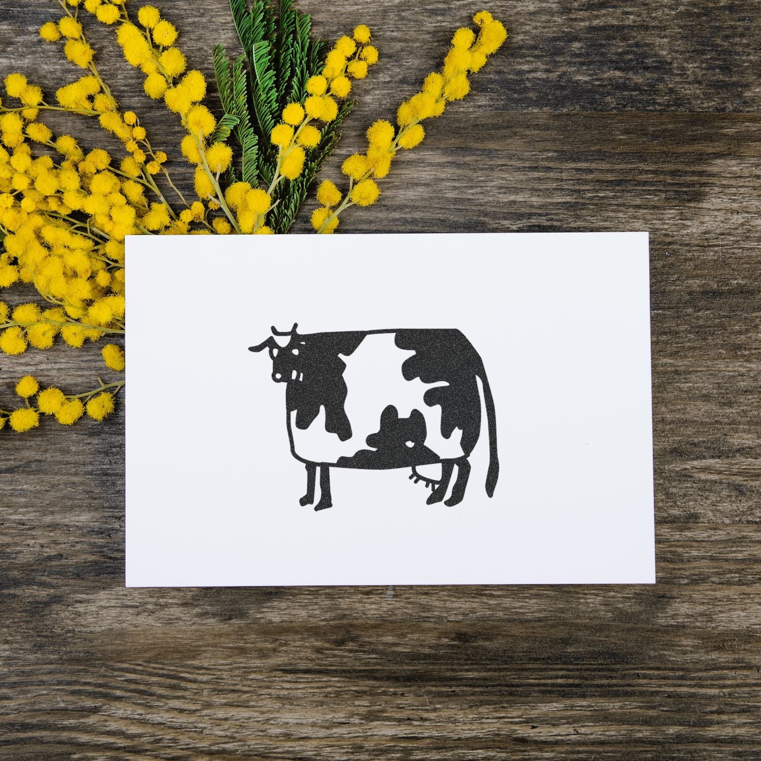 Cow silhouette greeting card with yellow mimosa flowers on rustic wooden background.