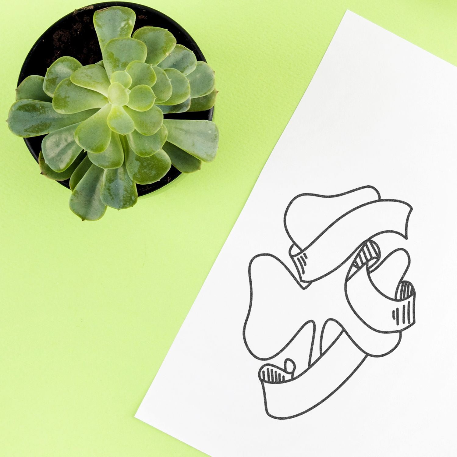 Top view flat lay of a green succulent in a black pot beside abstract floral line art on white paper against a lime green background.