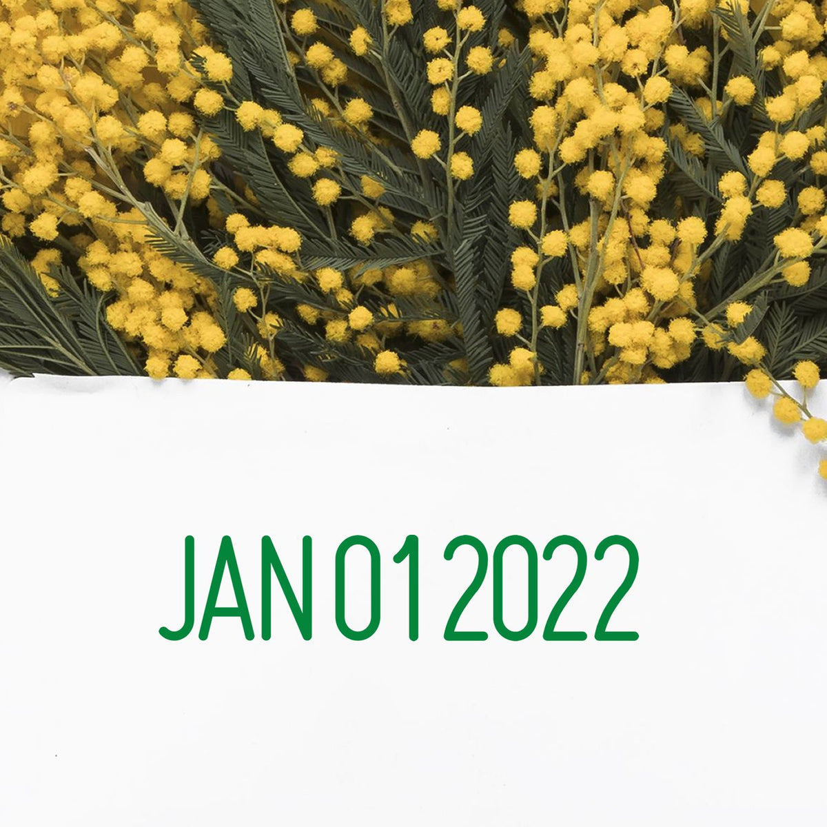Yellow mimosa flowers with green foliage and JAN 01 2022 text on a white background.
