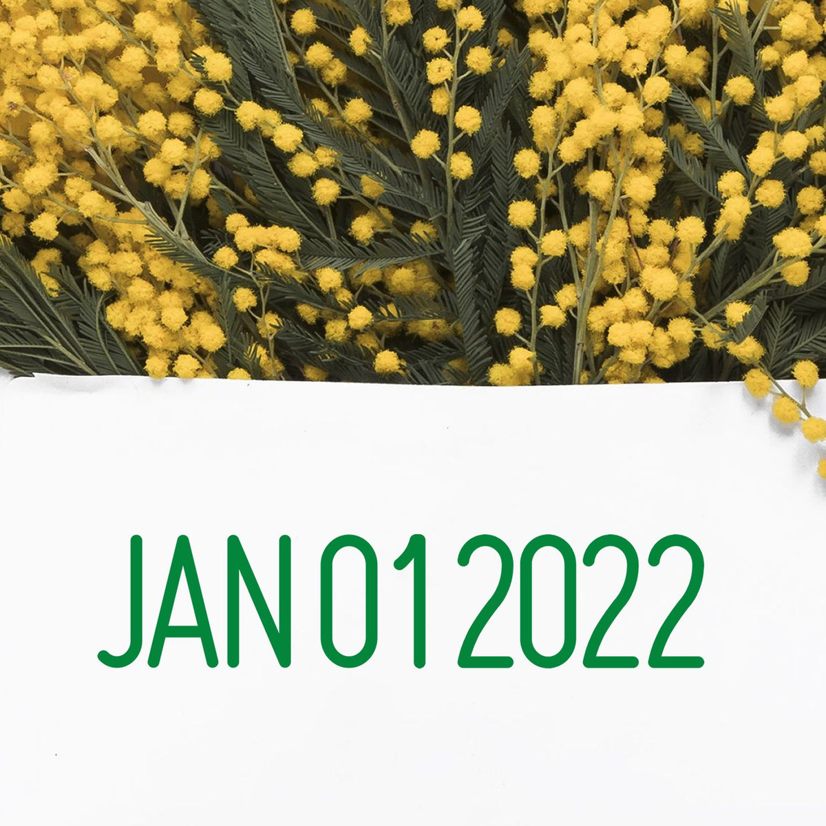 Yellow mimosa flowers and green leaves with JAN012022 date text on white background.