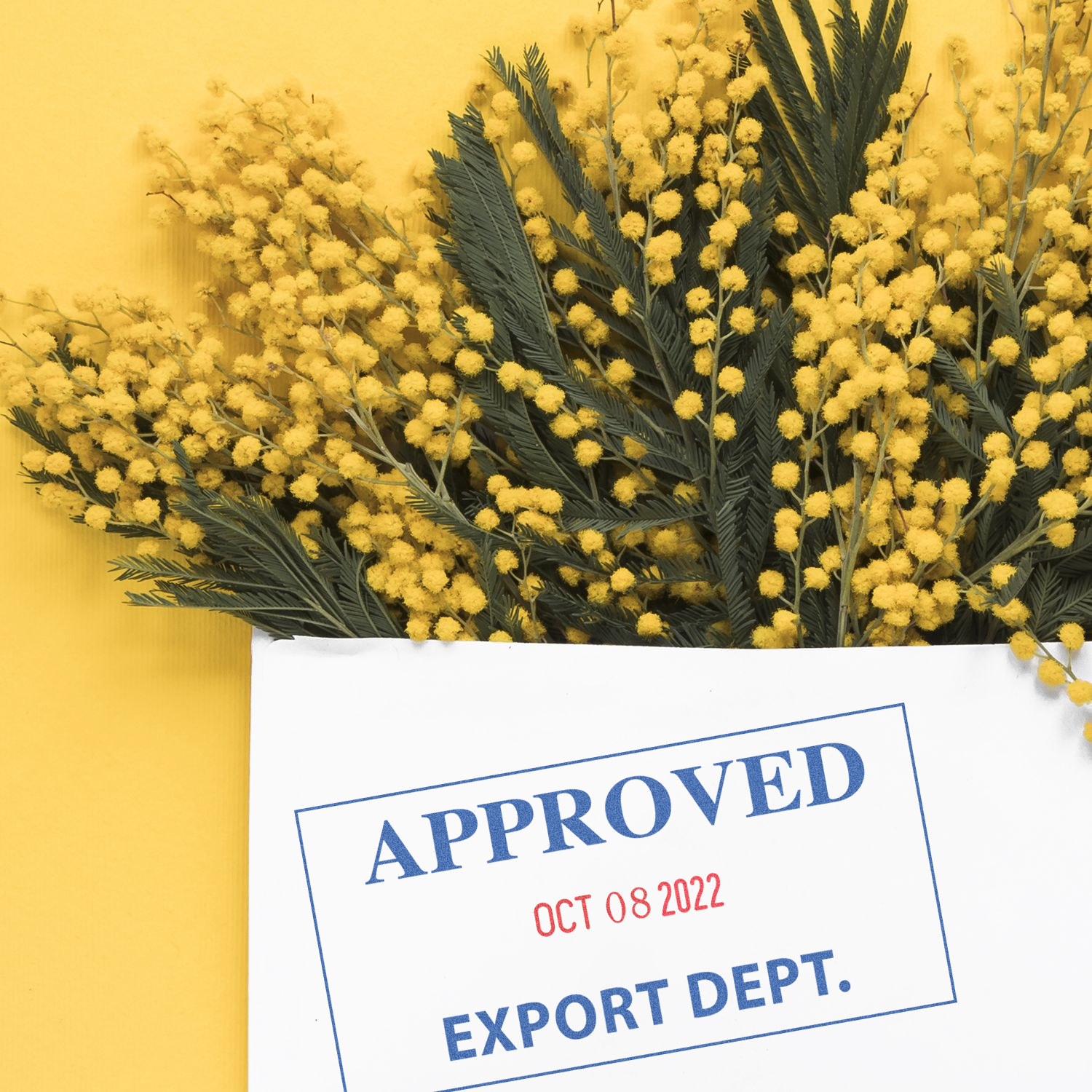 Yellow mimosa flowers in a white envelope with an approved stamp on a yellow background