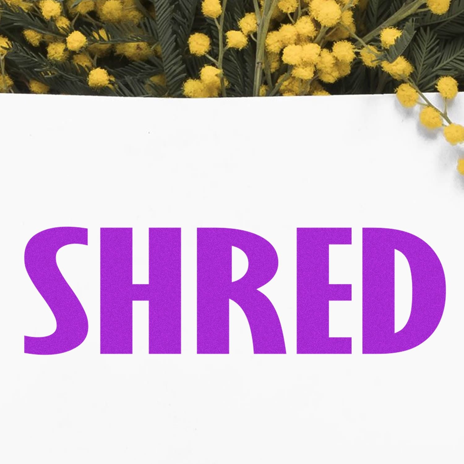 SHRED headline over yellow mimosa pom-pom flowers and green leaves, decorative background for creative design or poster.