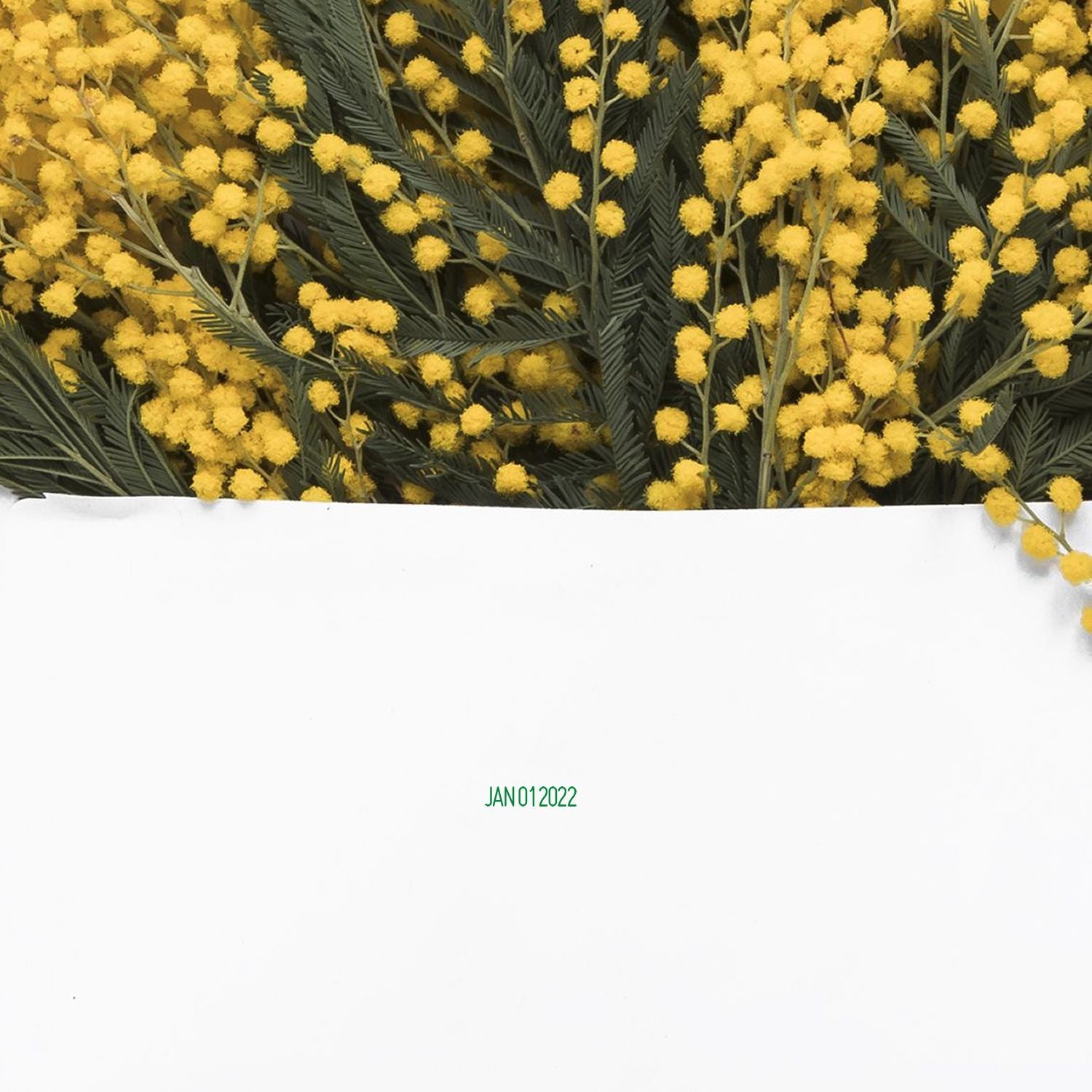 Yellow mimosa flowers with green foliage on a minimalist white background, January 2022 floral design.