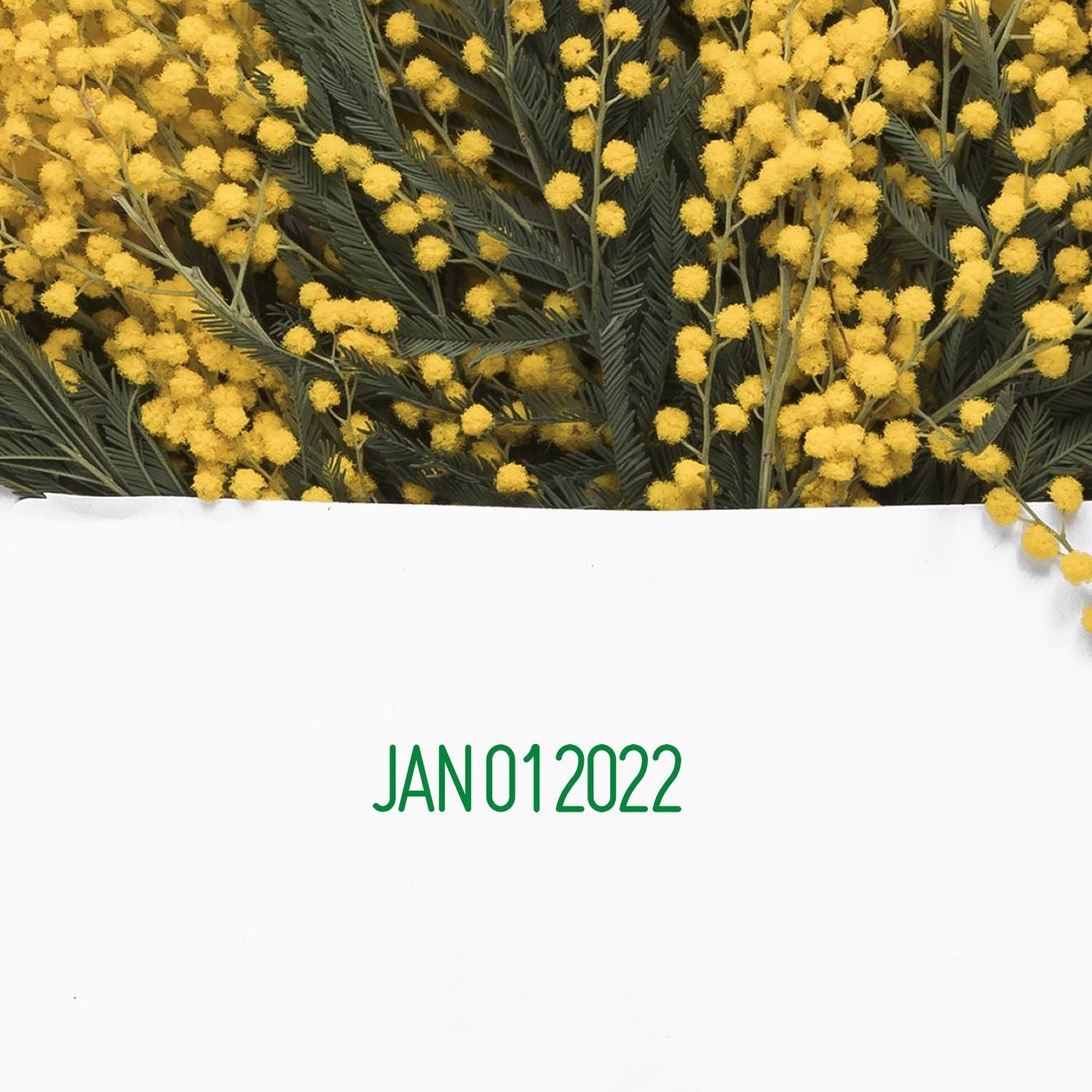 Yellow mimosa flowers with green foliage on a white background, labeled JAN012022.