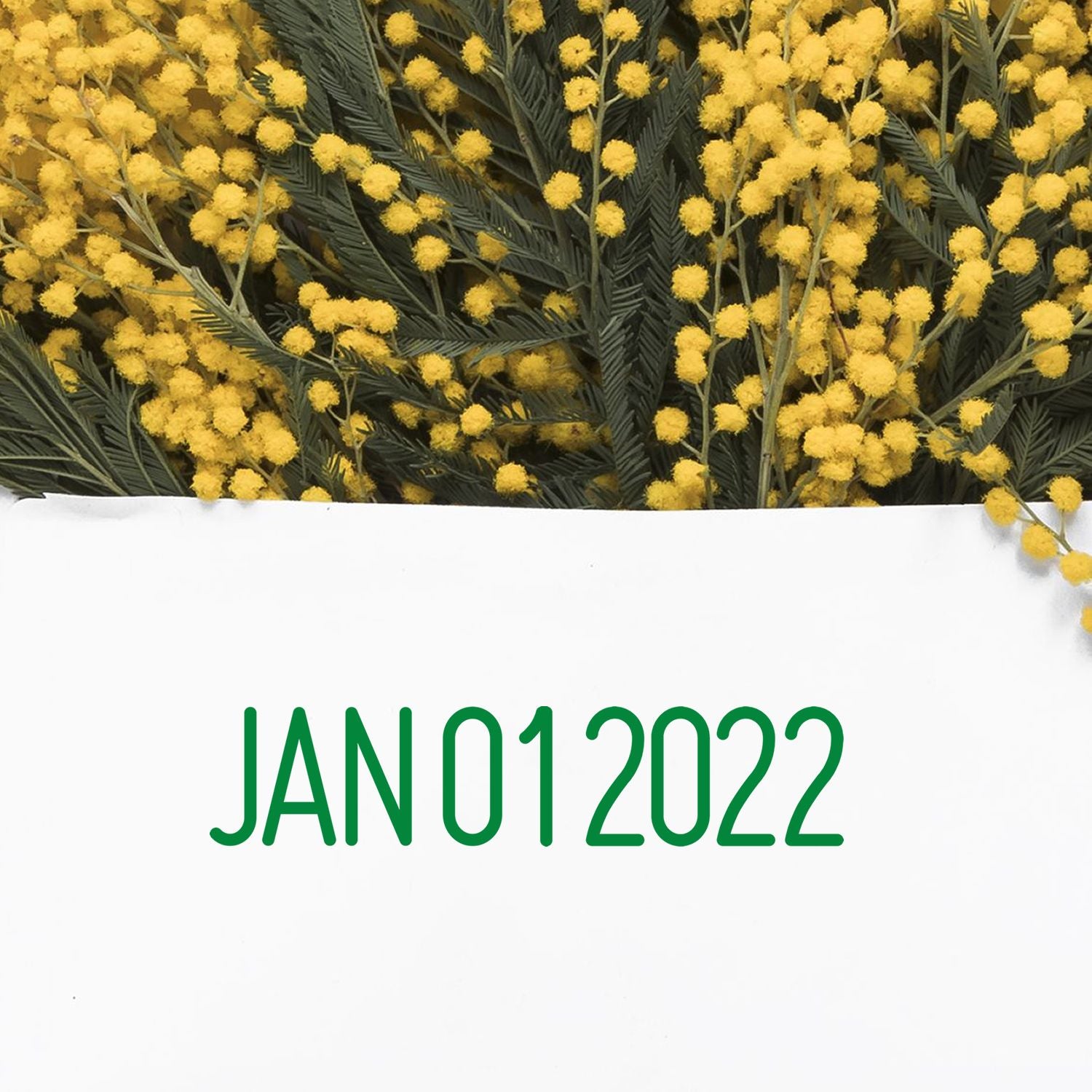 Yellow mimosa flowers with green foliage and JAN 01 2022 text on a white background.