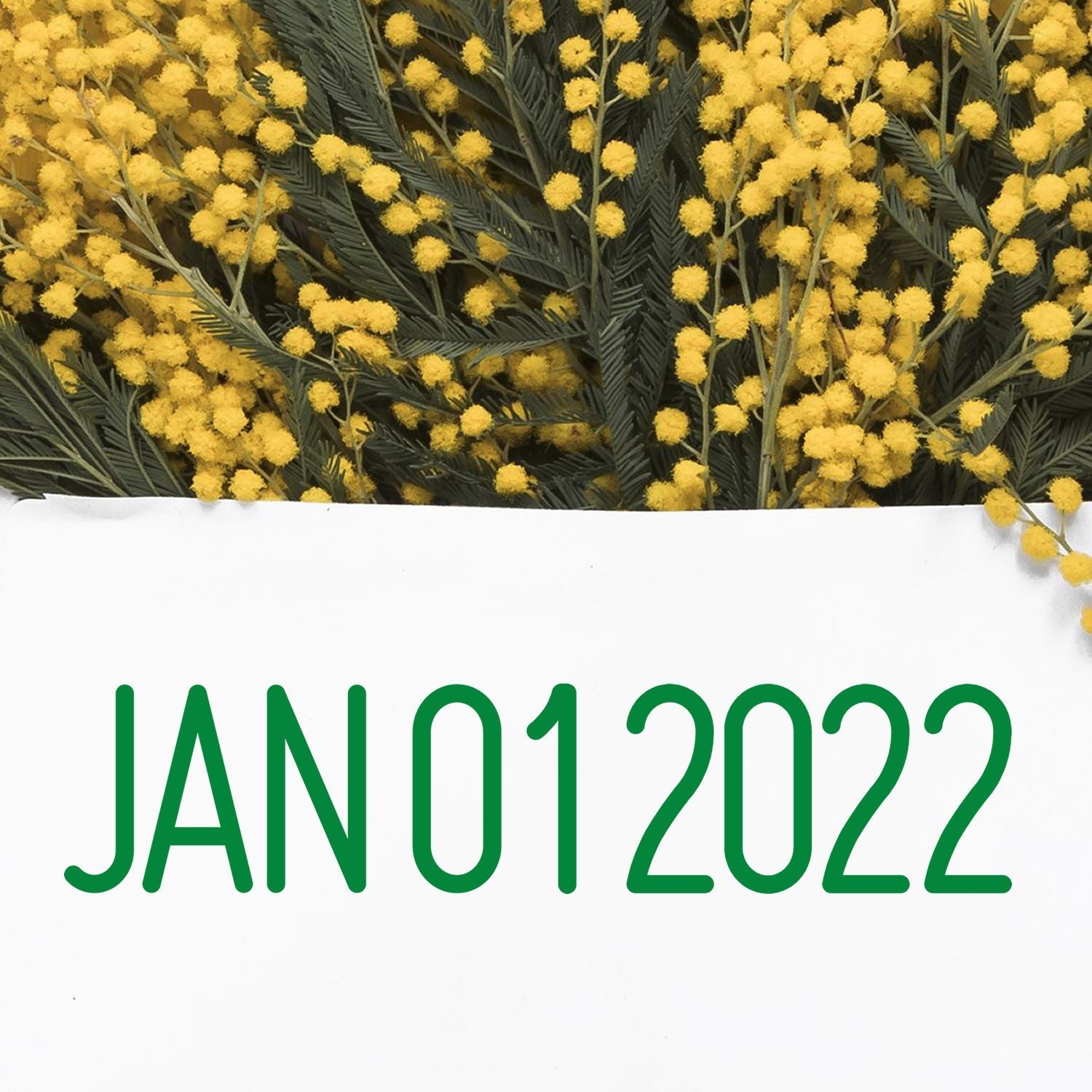 January 2022 calendar background with yellow mimosa flowers and green foliage on white space.